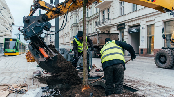 Okazałe i szlachetne drzewa nie tylko będą dawać cień i poprawiać jakość powietrza, stworzą też perspektywę widokową na gmach Muzeum Narodowego