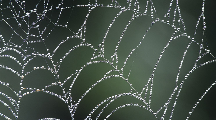 Hatalmas, szőrös pók, mégis gyönyörű / Illusztráció: Northfoto