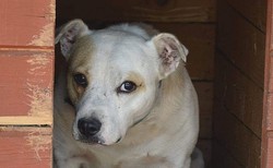 Amaretto czeka, by zabrać go ze schroniska. "Delikatny i cierpliwy psi mądraszek"