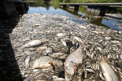 NIK: Państwo nie reagowało na katastrofę ekologiczną na Odrze