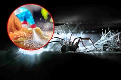 Pająki wchodzą do domów. Działaj szybko, bo będziesz mieć problem [SPRAWDZONE SPOSOBY]