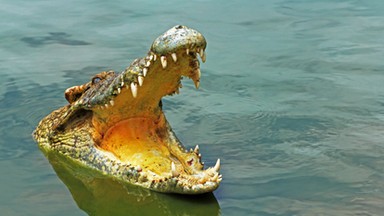 Trwają poszukiwania krokodyla Mireczka z Czech. Może być w Odrze