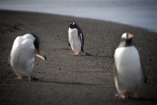 ANTARCTICA - FEATURE