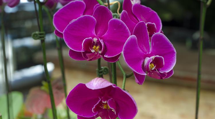 Így lesz neked is ragyogó orchideád. Fotó: Getty Images