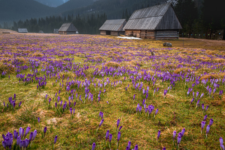 Krokusy w Tatrach