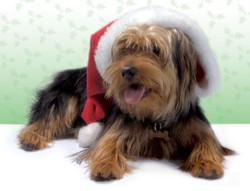 Historia Internauty: Czarny znalazł nowy dom