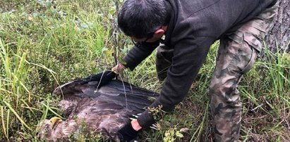 Barbarzyństwo! Ktoś zastrzelił bielika, leśnicy zdruzgotani