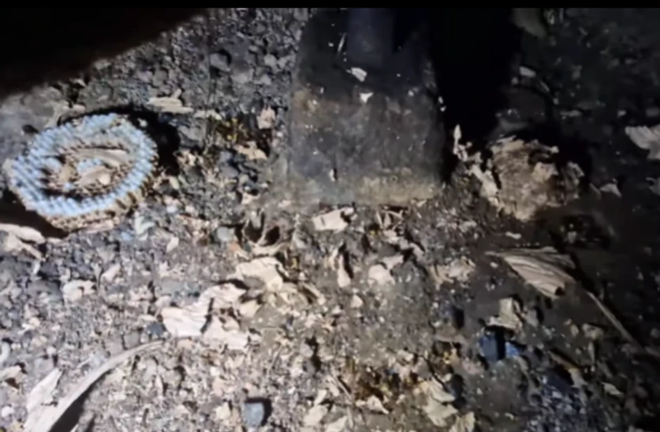 Vladica Stanković, hvatač zmija , juri stršljene