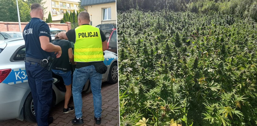 Policja znalazła na Podkarpaciu marihuanę wartą 2 miliony złotych!