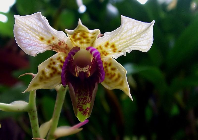 Dendrobium atroviolaceum