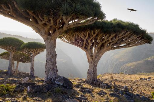 Dragon blood trees in rocky landscape, Homhil Protected Area, Socotra, Yemen