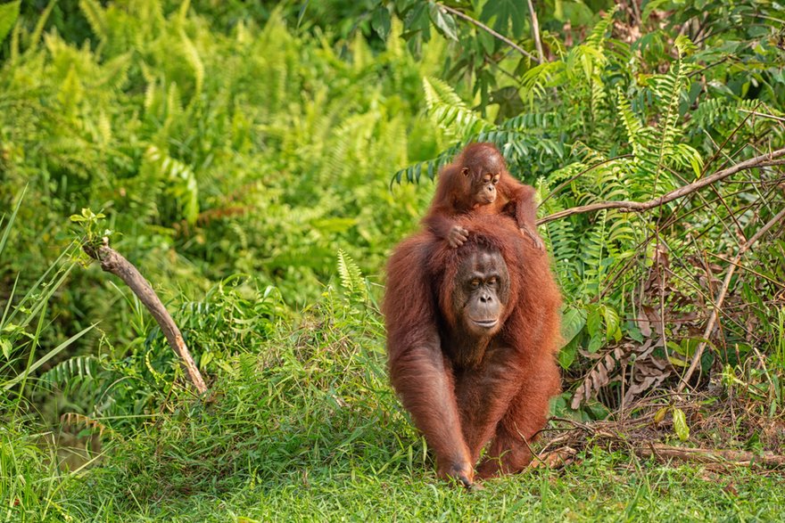 Najbardziej zagrożony wyginięciem spośród wszystkich człekokształtnych — orangutan