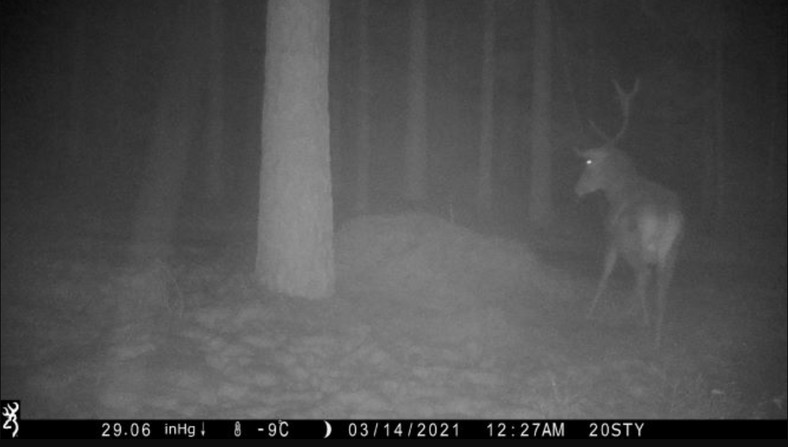 Fotopułapka uchwyciła zaskoczonego jelenia