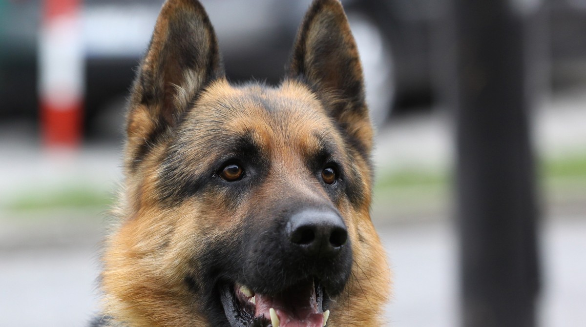 zoofilka dog sex Kobieta zmarła po seksie z... owczarkiem! Dostała alergii!