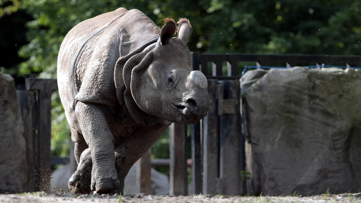 Strajk nauczycieli. Darmowe wejścia do zoo dla dzieci ze szkół objętych akcją