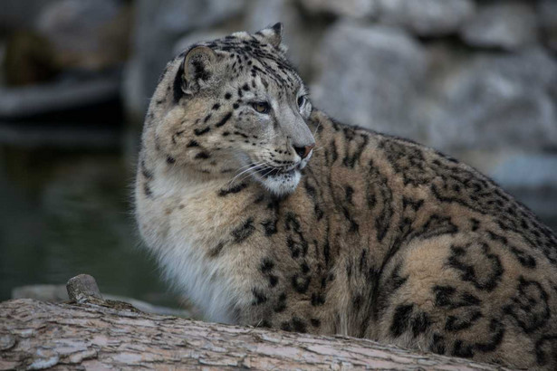 Irbis śnieżny w warszawskim zoo