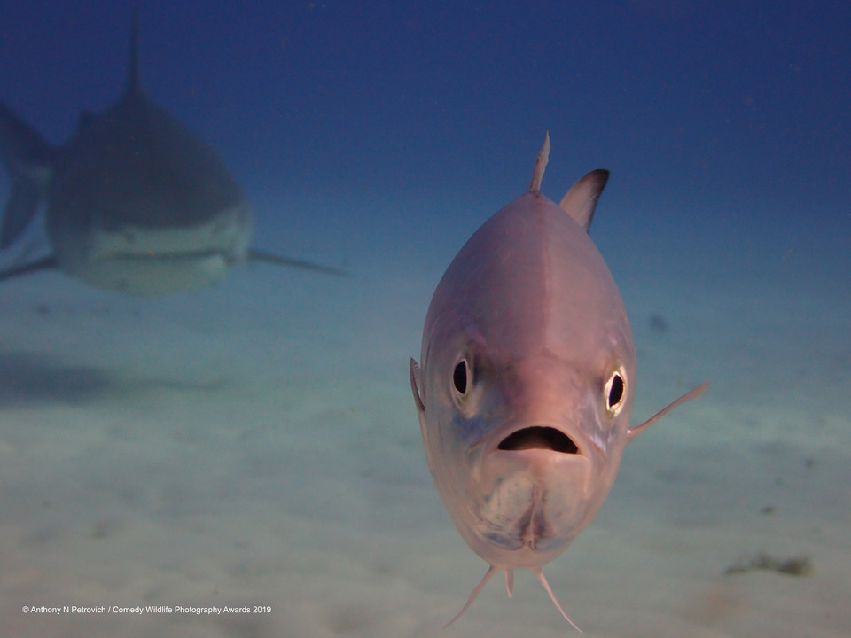 Finaliści Comedy Wildlife Photo Awards 2019