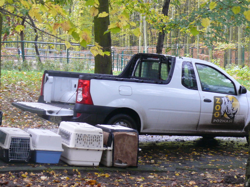 Wielka przeprowadzka lemurów