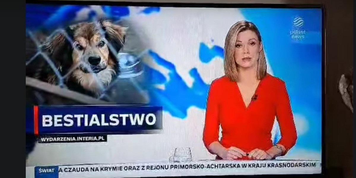 Sprawę dramatu zwierząt ze schroniska przedstawił Polsat News.