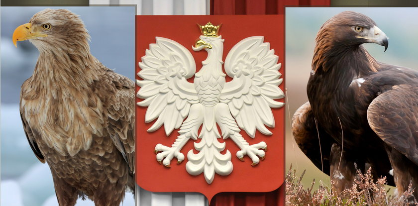 Jaki ptak jest w godle Polski? To nie orzeł!