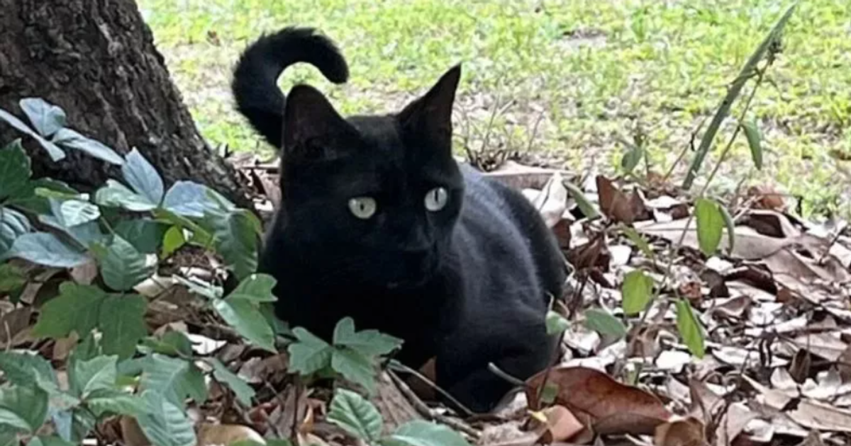 Futrzany bohater znowu w akcji. Kot po raz kolejny pomógł wykryć nowego wirusa