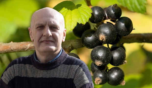 Crna ribizla se preporučuje za jačanje i čišćenje krvi, kaže dr Marko Nestorović