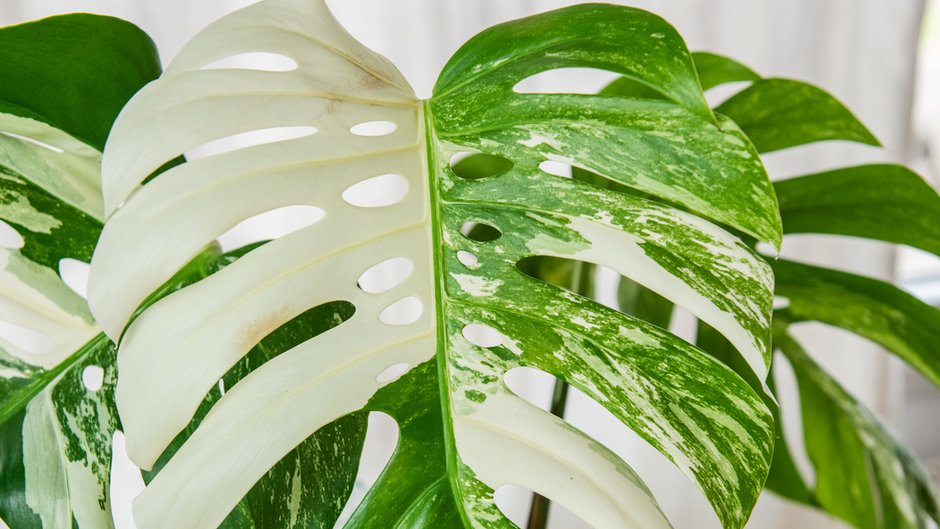 Monstera Deliciosa Variegata - de_nise/stock.adobe.com