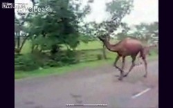 Najtwardszy wielbłąd na Ziemi