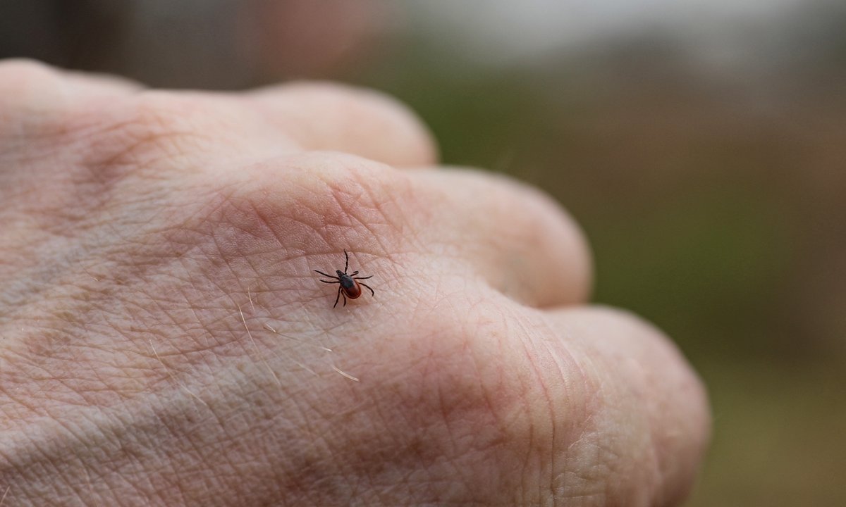 Ryzyko boreliozy w Polsce. Nowe badania pokazują, kiedy ukąszenie kleszcza jest najbardziej niebezpieczne