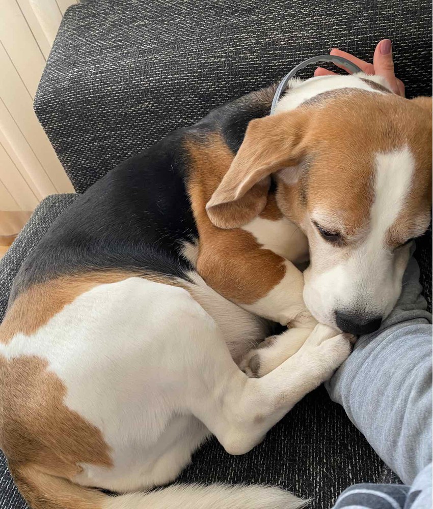 Pas pod terapijom - spava ceo dan