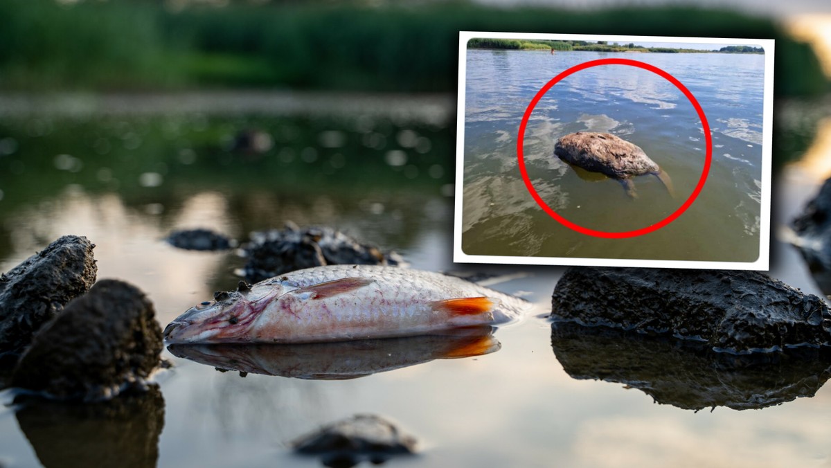 Katastrofa ekologiczna Odry. Nie tylko śnięte ryby, giną nawet bobry