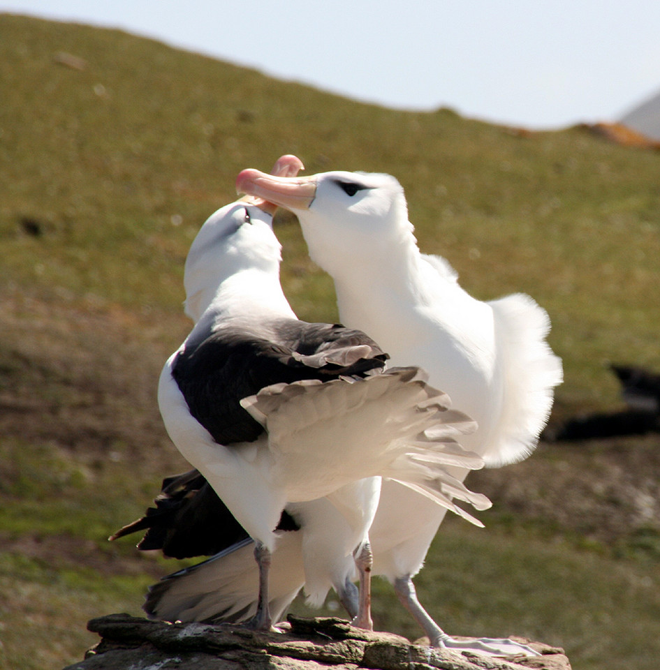 Albatrosy czarnobrewe na Saunders Island