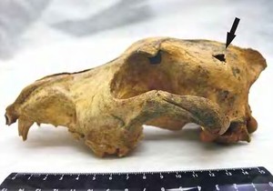 208590_lobanja-psa-ap