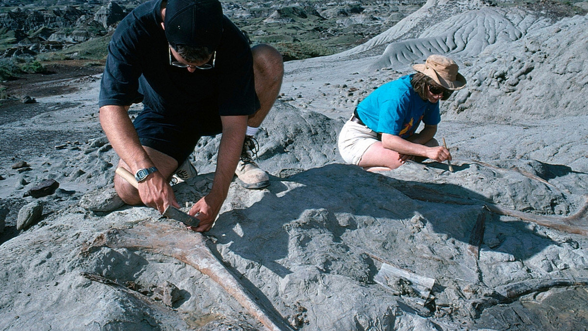 Portugalski paleontolog Octavio Mateus odkrył na Grenlandii szczątki dinozaura żyjącego tam ponad 200 milionów lat temu. Zwierzę było drapieżnikiem o wysokości 5 metrów.