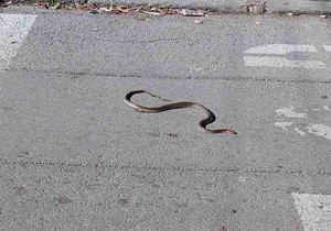 Zmija isprepadala Nišlije