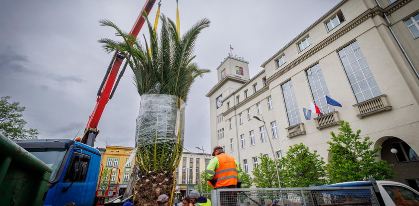 Hilda, Truda i Bercik wróciły na chorzowski Rynek