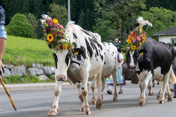Modna revija čije su zvezde - krave: 5.000 godina tradicije koja i dan-danas traje