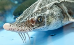 Starożytny smok powraca. Naukowcy wskrzesili go po 100 latach