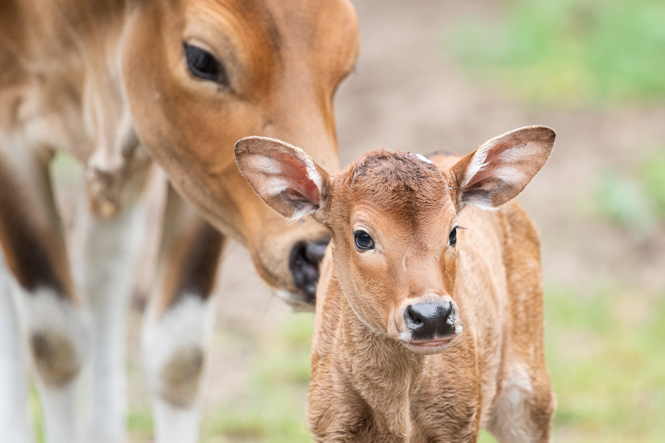 Baby boom w ogrodzie zoologicznym we Wrocławiu: banteng