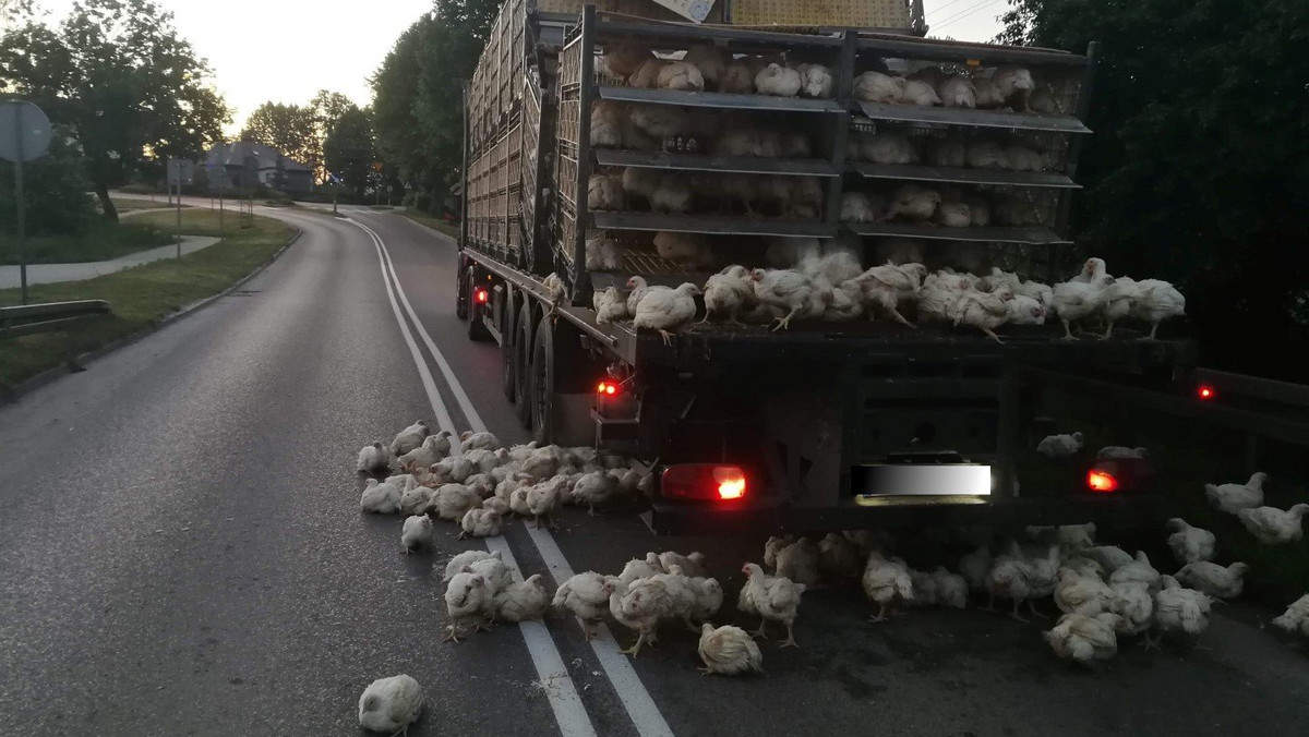 33-letni kierowca ciężarówki chciał przejechać po wiaduktem, który niestety okazał się zbyt niski dla jego pojazdu. Ze zniszczonej naczepy wysypał się niemal cały ładunek, którym były... kurczaki - podaje warmińsko-mazurska policja.