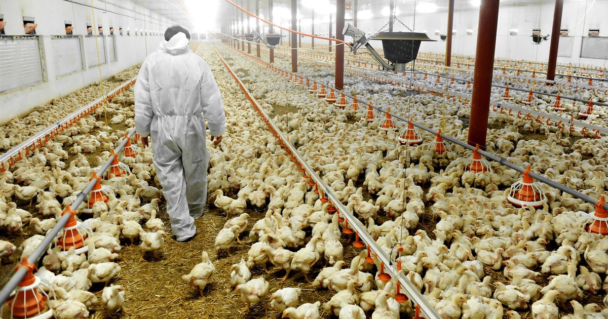 Zakaz transportu i handlu drobiem. Potwierdzono ognisko zakaźnej choroby
