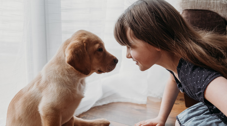 A labrador retriever az egyik legjobb választás első kutyának a családba / Fotó: Shutterstock