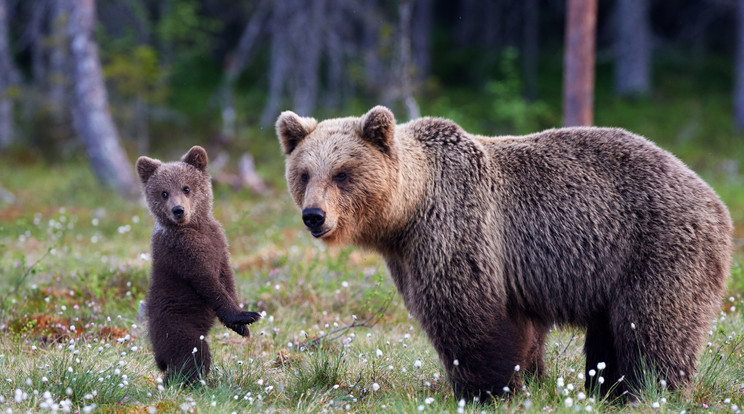 Az anyamedve és a bocsa málnát loptak/ Fotó: iStock