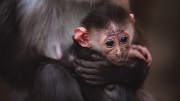 Małpka nie opuszcza mamy ani na krok