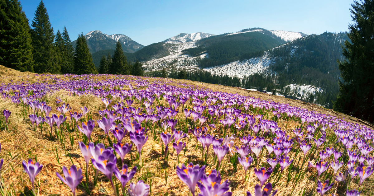 Tpn Odradza Wycieczki W Tatry Krokusy Zakwitna Rowniez W Przyszlym Roku Podroze