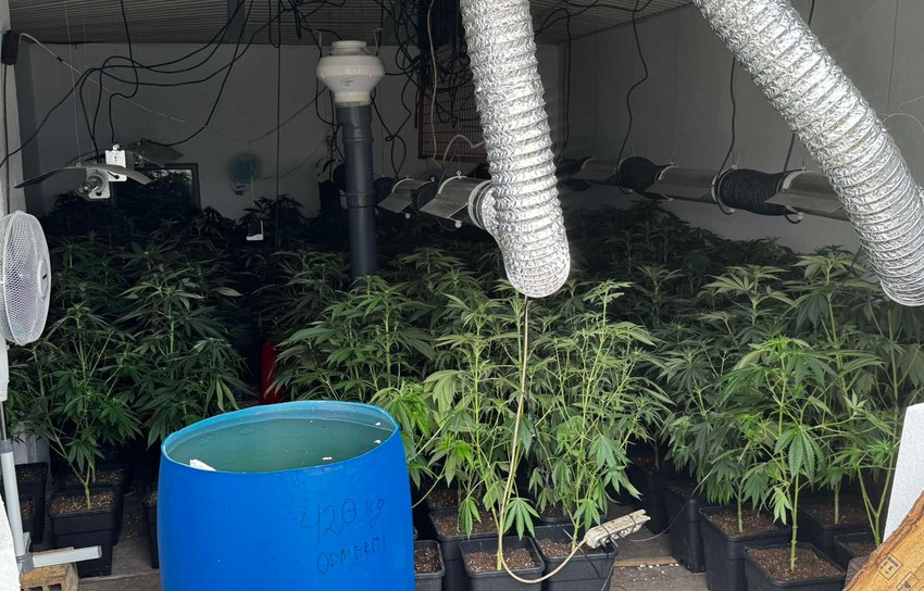 Uzgoj marihuane u Šidu