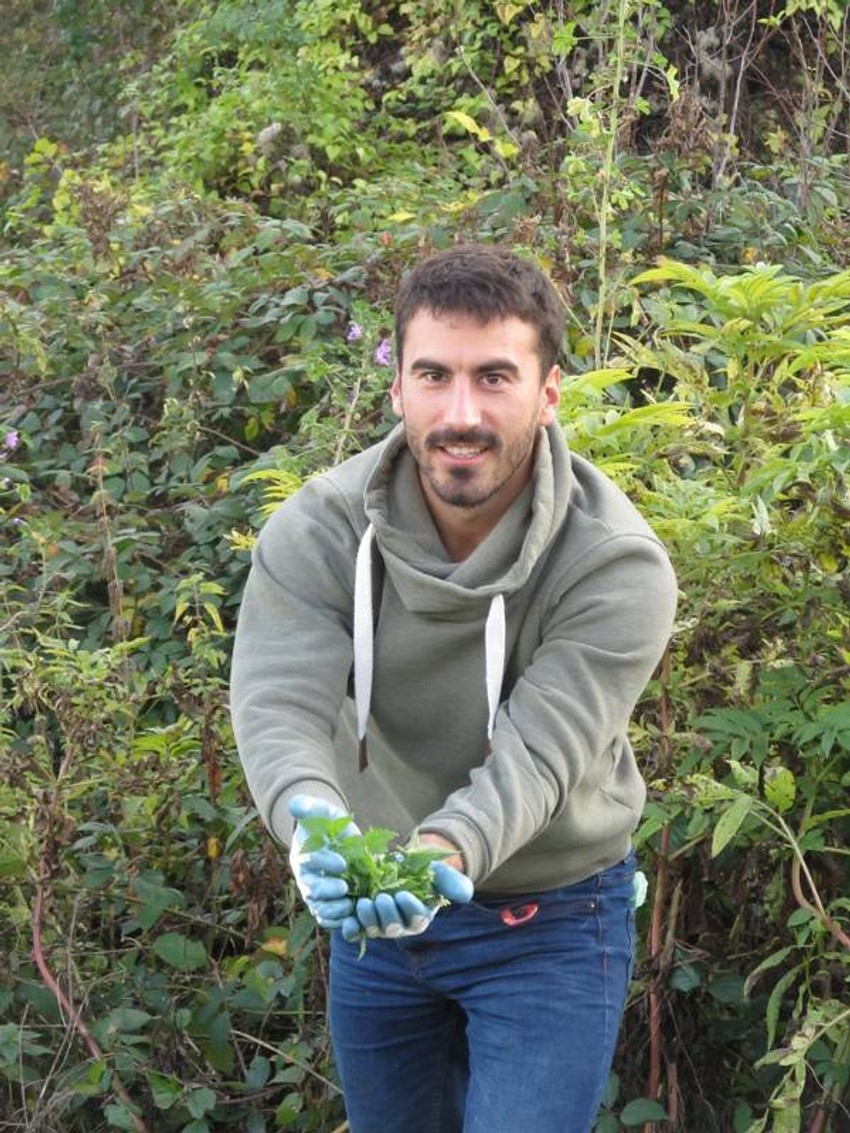 Koprive se beru sa rukavicama na rukama