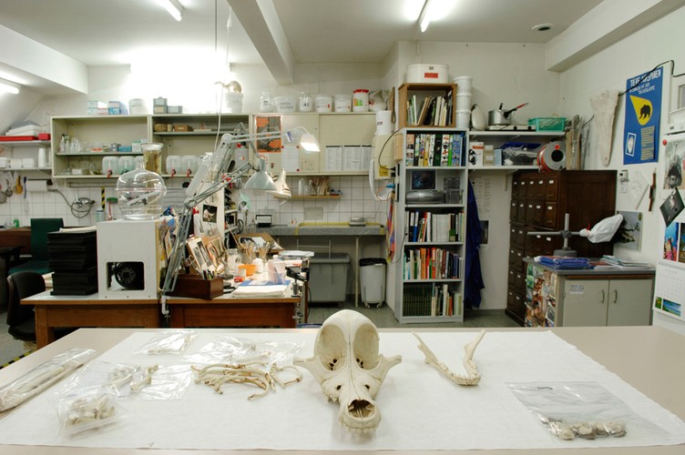 Wylie Kojot na stole rekonstruktorów...