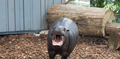 Hipcie z łódzkiego zoo na razie randkują w ciemno!