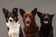 three dogs sitting in studio